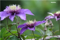 f4558f88-IMG_0017 clematis.jpg